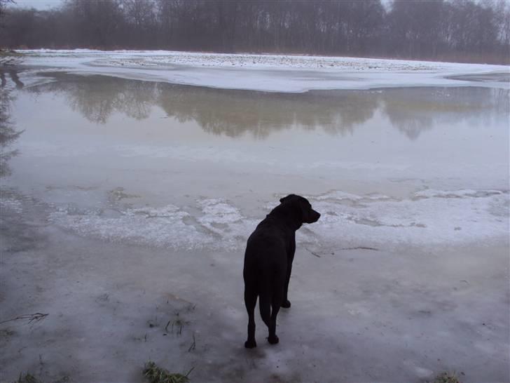 Labrador retriever Trine <3  - fordi du betyder alt <3  billede 2