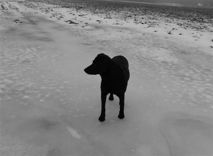 Labrador retriever Trine <3  - jeg elsker dig af hele mit hjerte <3  billede 3