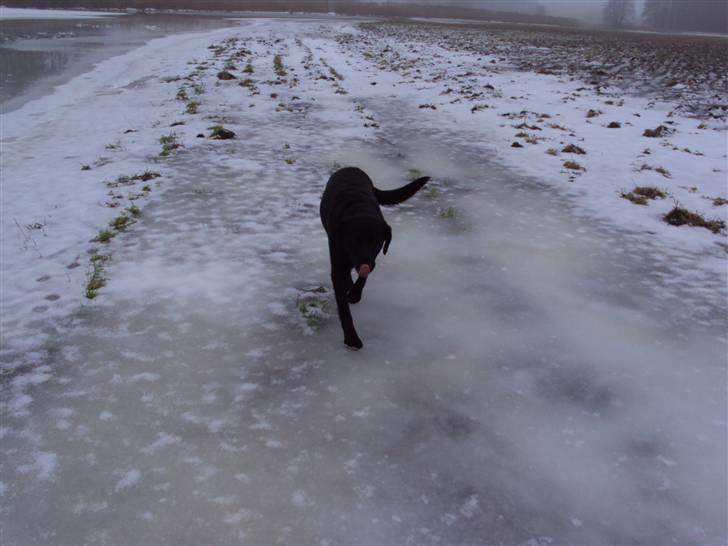 Labrador retriever Trine <3  - min forevigt <3  billede 4