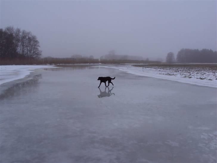 Labrador retriever Trine <3  - in my eyes you shine <3  billede 5