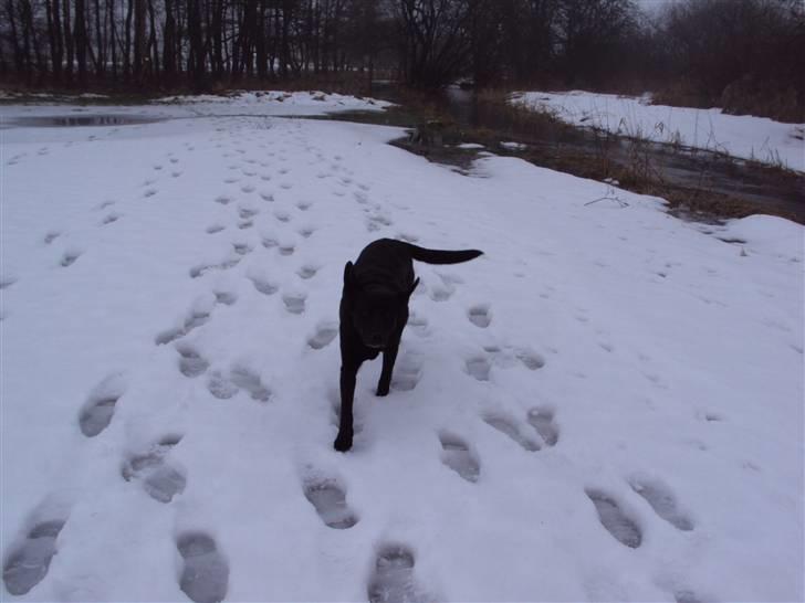 Labrador retriever Trine <3  - fordi du er min <3  billede 6