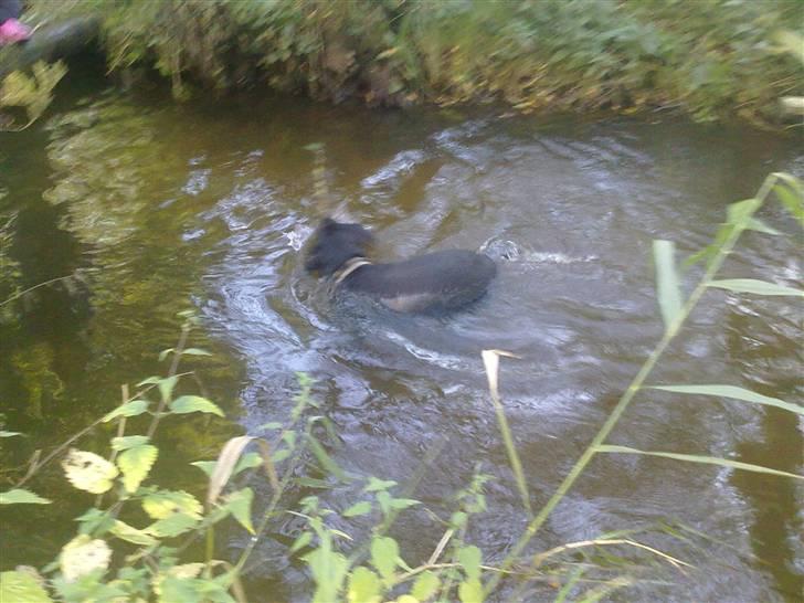 Labrador retriever Trine <3  - når vi er sammen kan jeg føle dig <3 billede 7