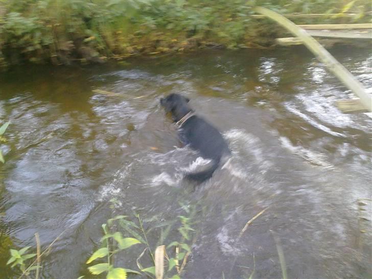 Labrador retriever Trine <3  - Når vi er adskilt tror jeg dig <3  billede 8