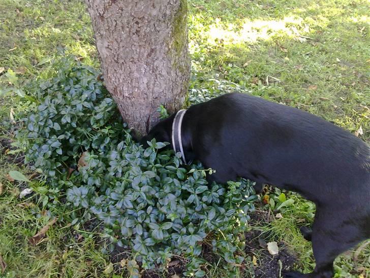 Labrador retriever Trine <3  - Always a beliber <3  billede 9