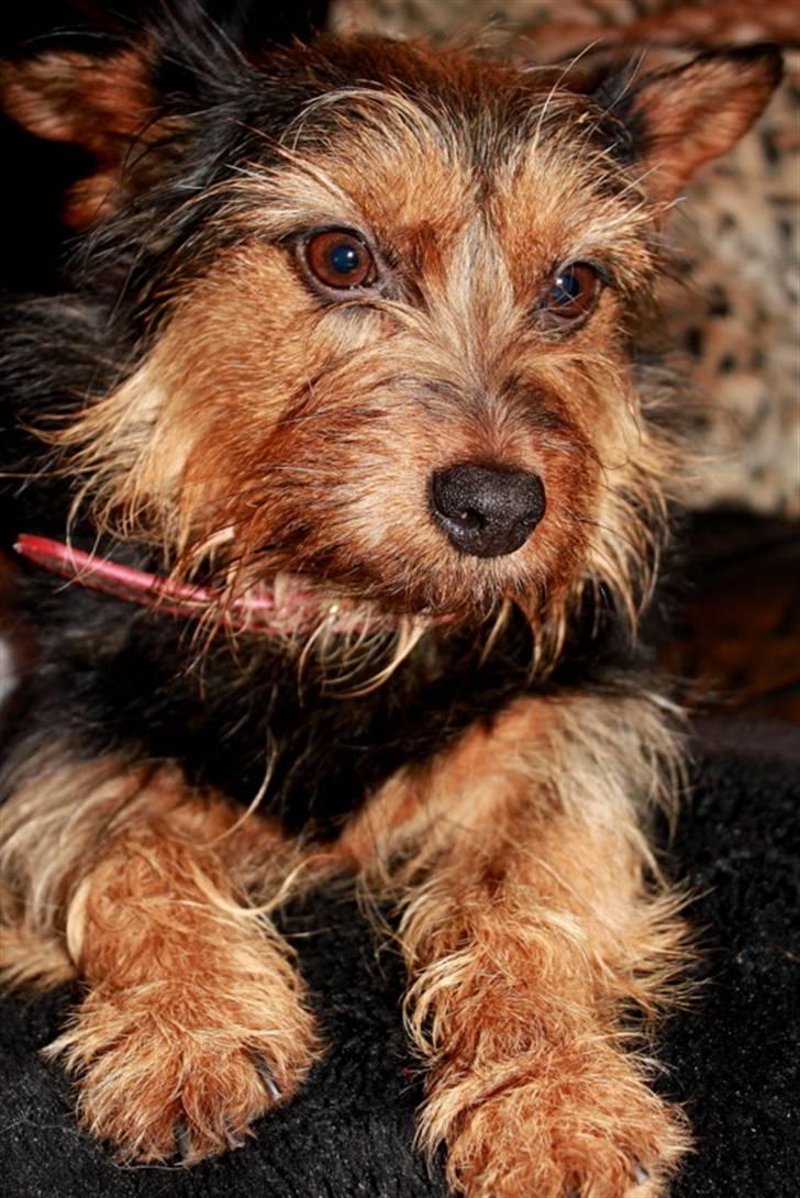 Blanding af racer Lisebeth - velkommen til Lisebeths profil :) billede 1