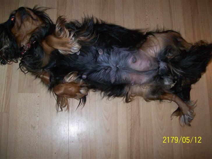 Cavalier king charles spaniel maddie - maddies mave 1 uge tilbage billede 15