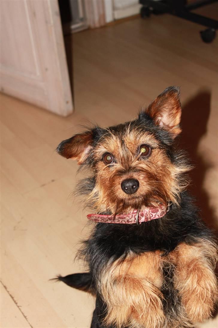 Blanding af racer Lisebeth billede 2