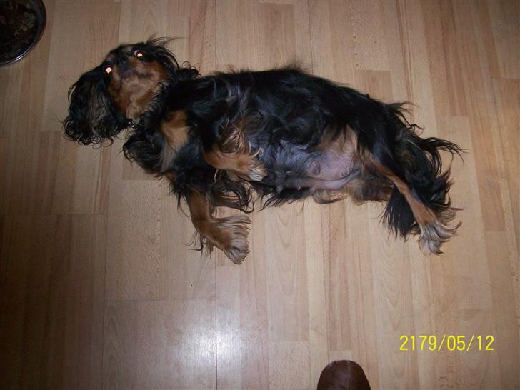 Cavalier king charles spaniel maddie - maddies mave 1 uge tilbage billede 16