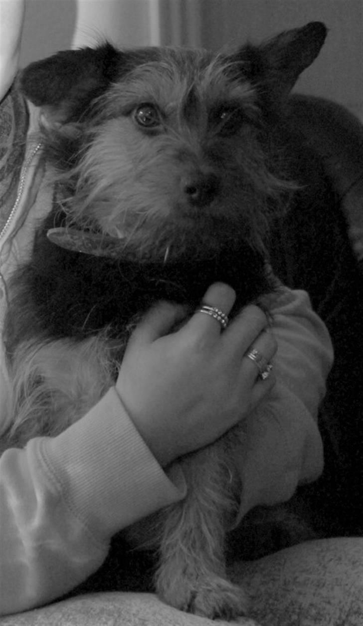 Blanding af racer Lisebeth billede 4