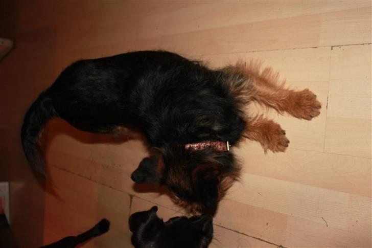 Blanding af racer Lisebeth billede 5