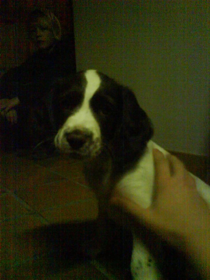 Engelsk springer spaniel Troja - Troja som hvalp. billede 5
