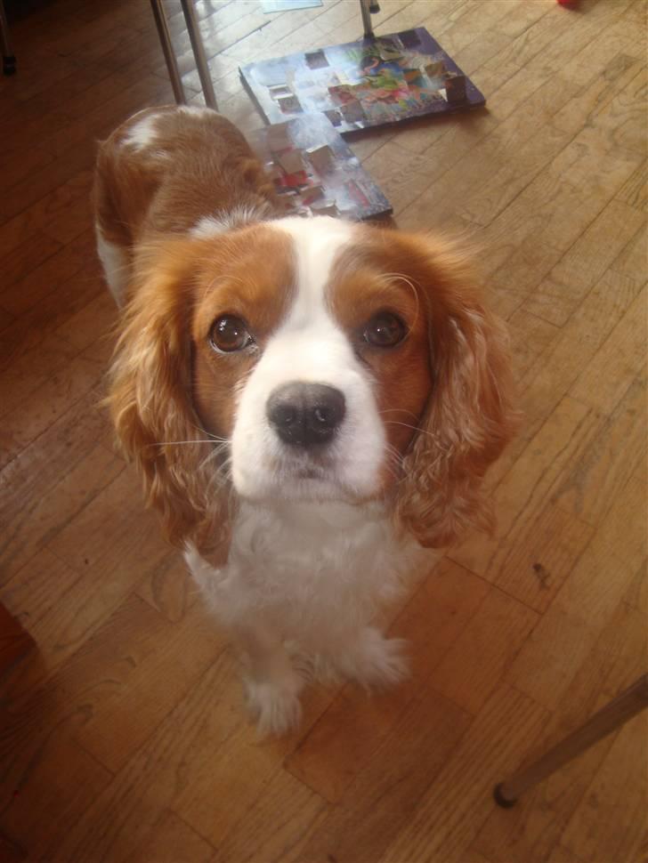 Cavalier king charles spaniel Coockie Nørgaard billede 1