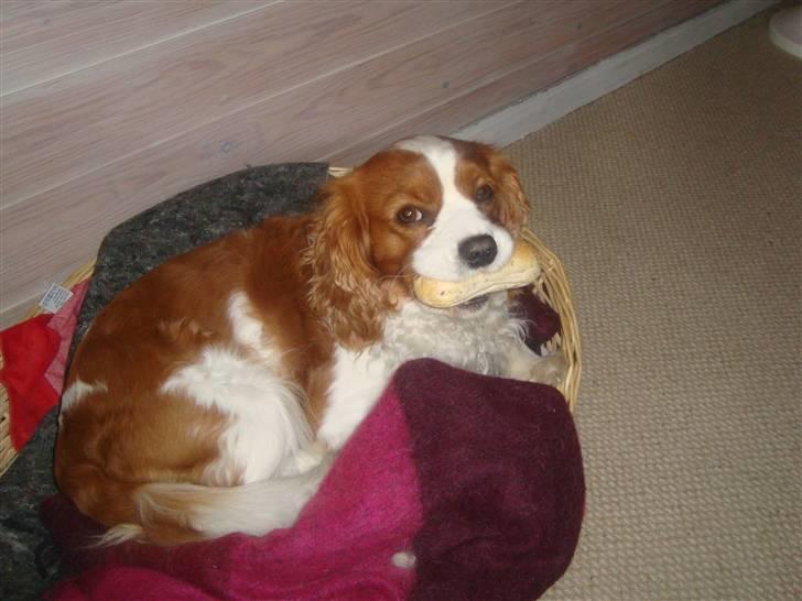 Cavalier king charles spaniel Coockie Nørgaard billede 2