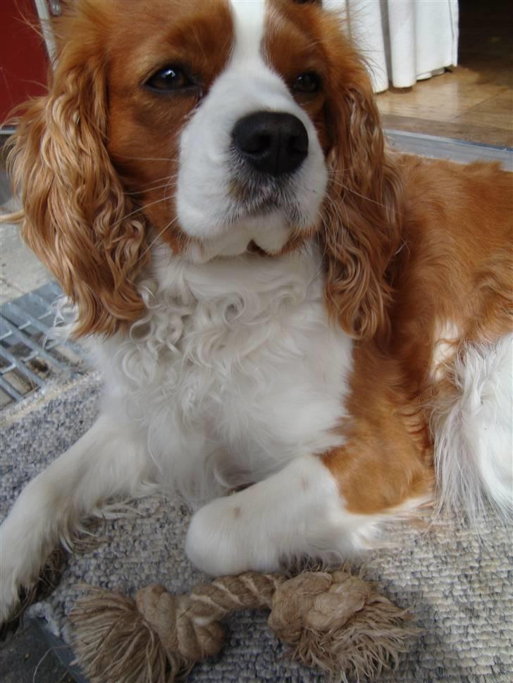 Cavalier king charles spaniel Coockie Nørgaard billede 3