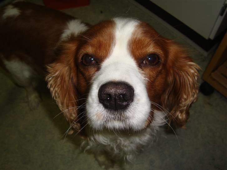 Cavalier king charles spaniel Coockie Nørgaard billede 4