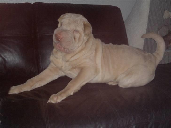 Shar pei Jamaika von Isabella moon billede 6