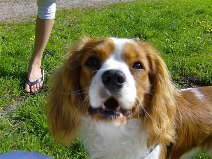 Cavalier king charles spaniel Coockie Nørgaard billede 5