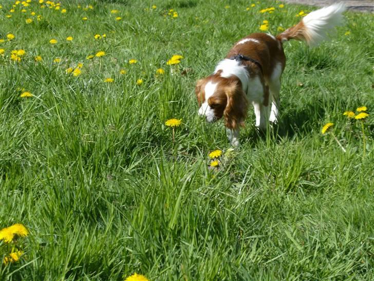 Cavalier king charles spaniel Coockie Nørgaard billede 6