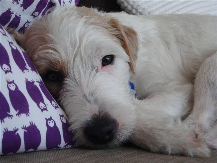 Parson russell terrier Uggi Winn Røgild´s billede 15