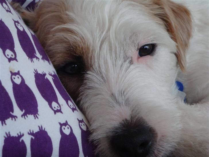 Parson russell terrier Uggi Winn Røgild´s billede 16