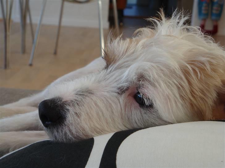 Parson russell terrier Uggi Winn Røgild´s billede 17