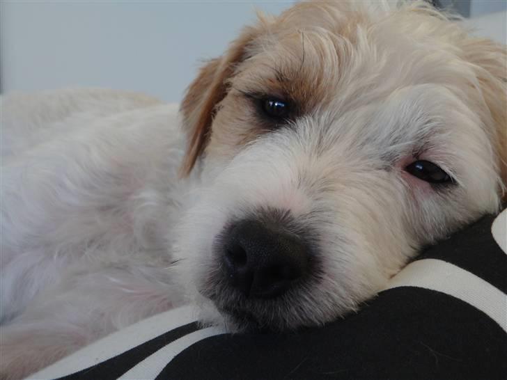 Parson russell terrier Uggi Winn Røgild´s billede 18