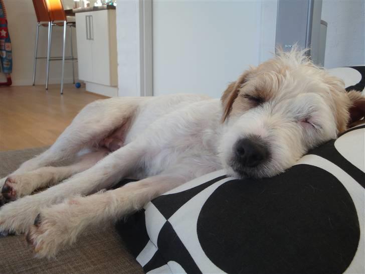 Parson russell terrier Uggi Winn Røgild´s billede 19