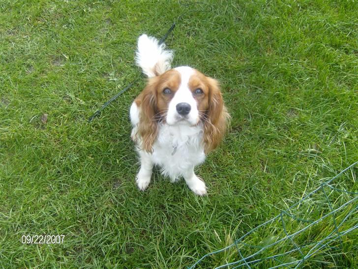 Cavalier king charles spaniel Coockie Nørgaard billede 7