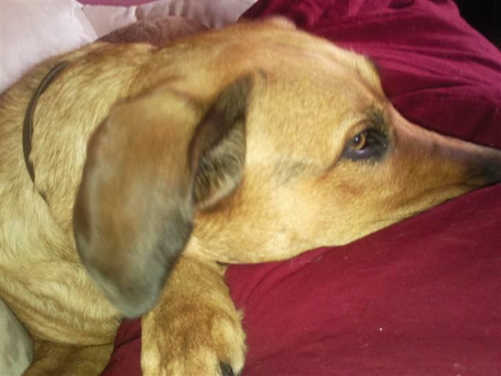 Blanding af racer Nala billede 17