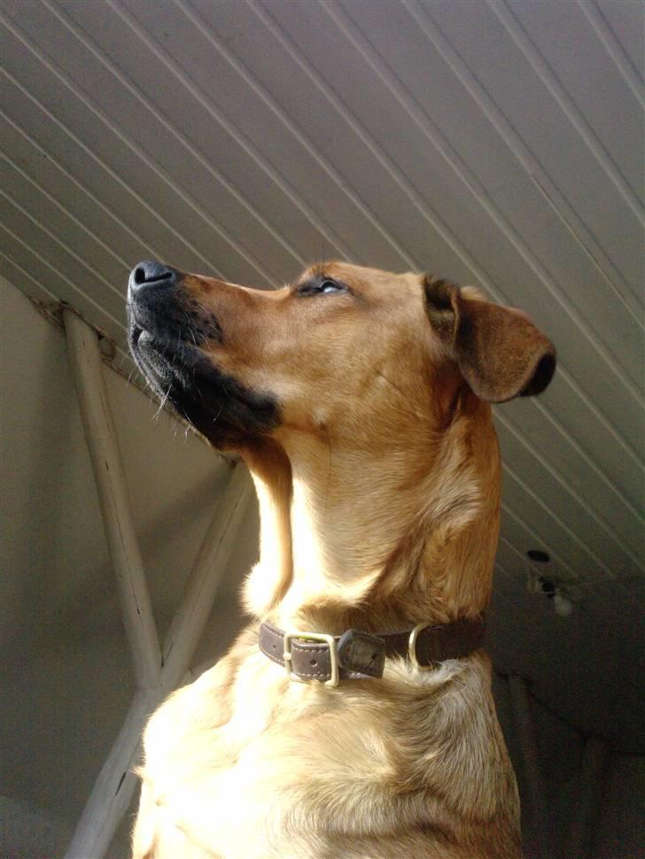 Blanding af racer Nala billede 18