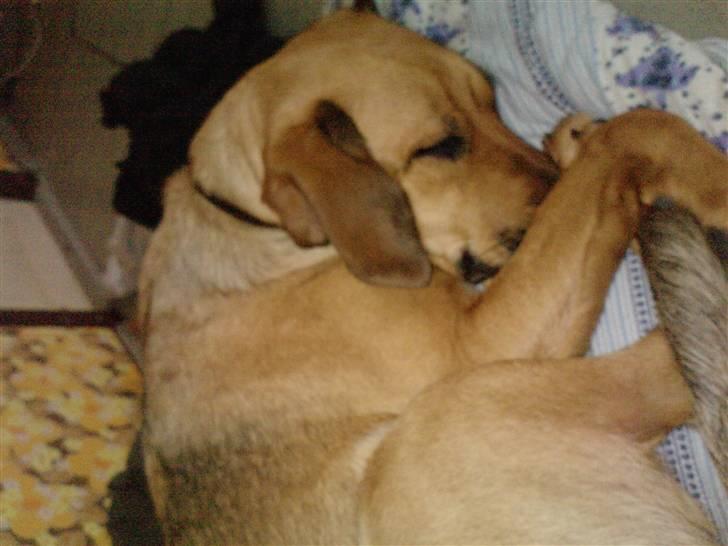 Blanding af racer Nala billede 19