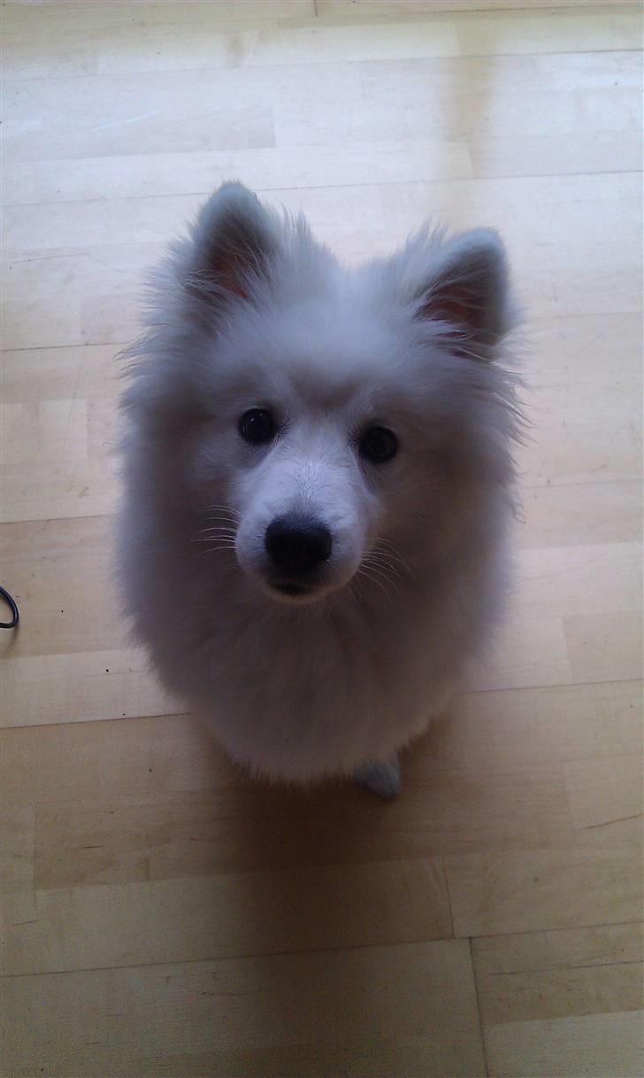 Japansk spids Sille billede 6