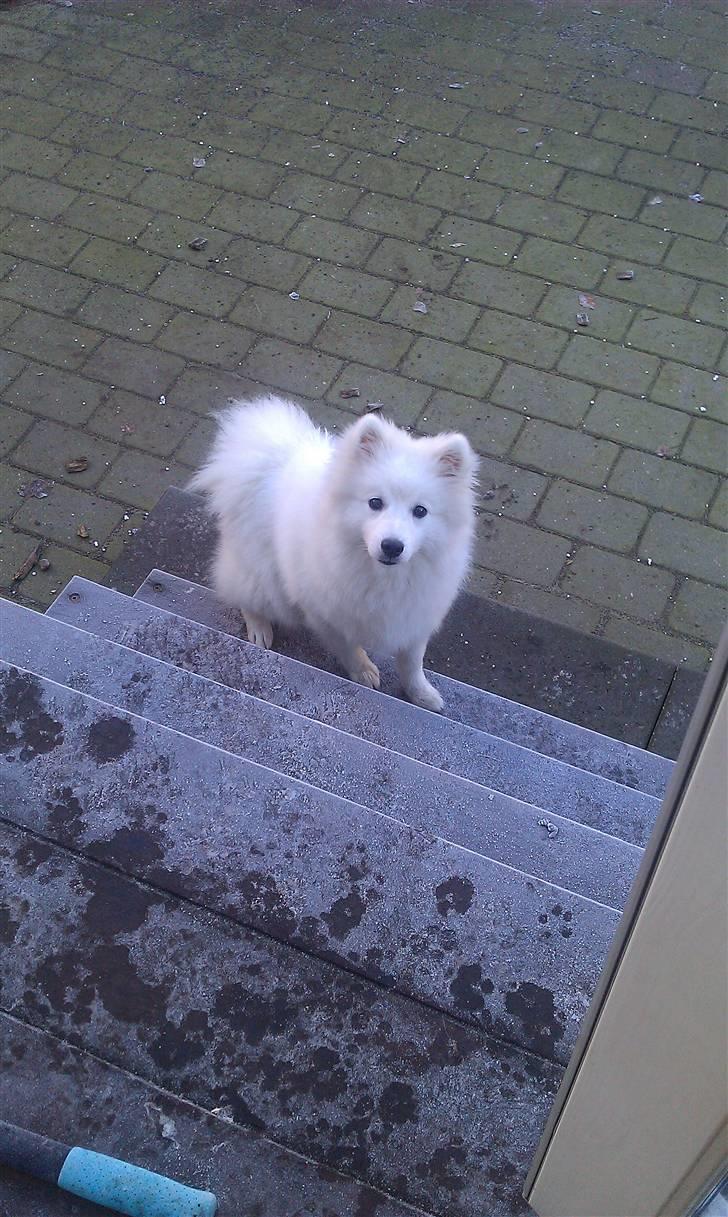 Japansk spids Sille billede 7