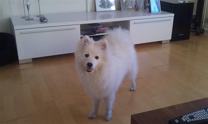 Japansk spids Sille billede 8