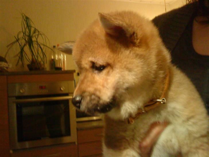 Shiba Max billede 13