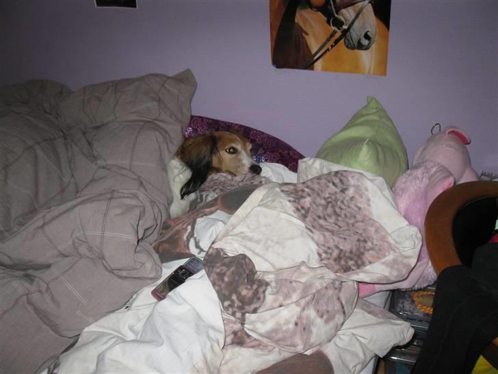 Kooikerhondje Mickey - mickey putter billede 5