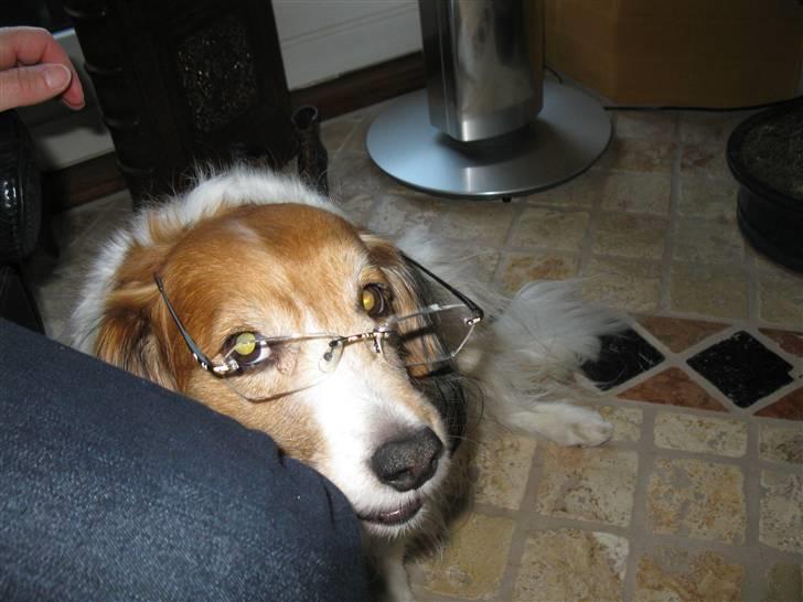 Kooikerhondje Mickey - han har briller på billede 6