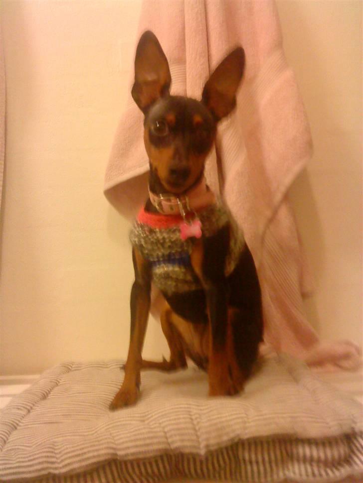 Dvaergpinscher Zafir billede 17