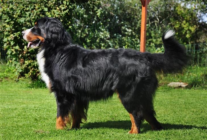 Berner sennenhund Antonio billede 20