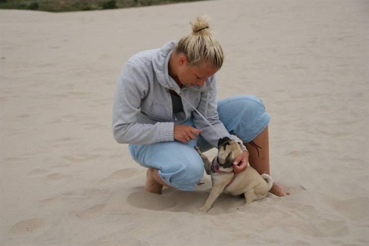 Mops Coco - Coco ved Råbjerg Mile, Skagen billede 7