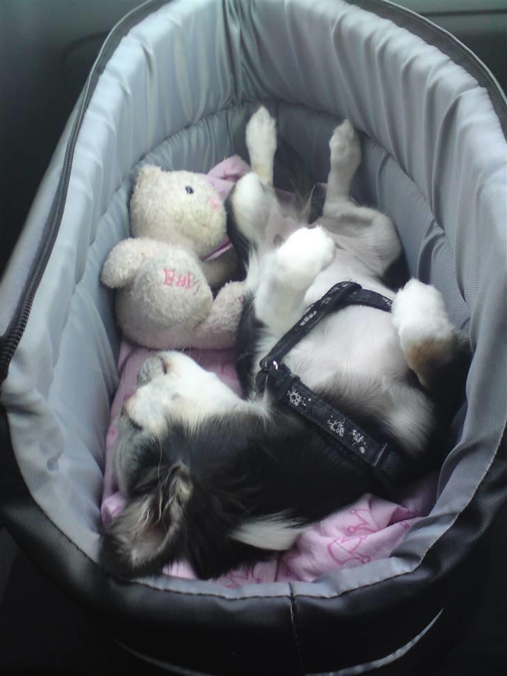 Chihuahua missy billede 11