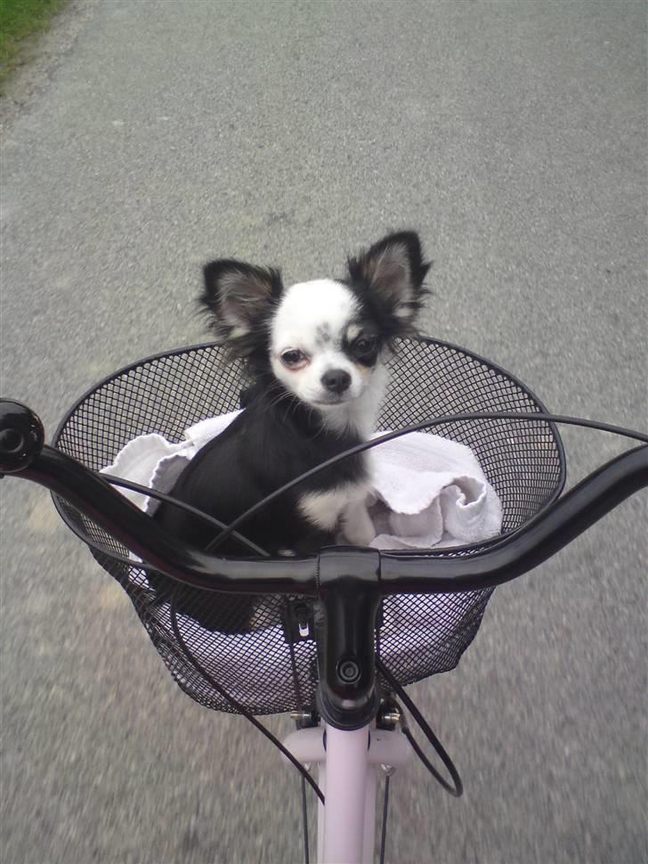 Chihuahua missy billede 6