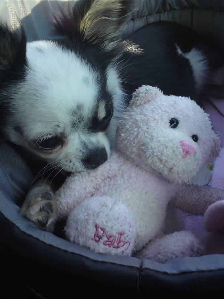 Chihuahua missy billede 12