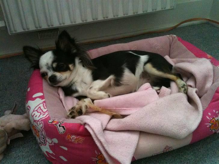 Chihuahua missy billede 13