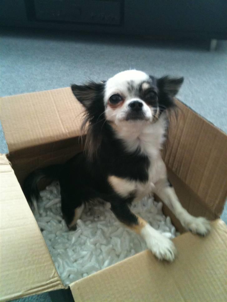 Chihuahua missy billede 14