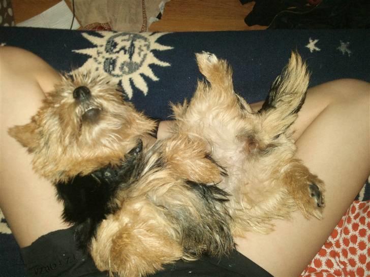 Norwich terrier My billede 19