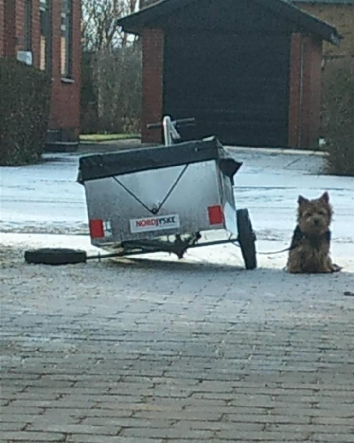 Norwich terrier My - elsker det billede! billede 20
