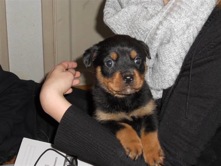 Rottweiler Nanna Hartmann - 5 uger billede 2