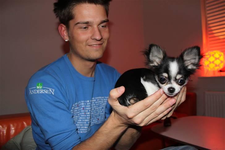 Chihuahua Coco Casanova billede 16