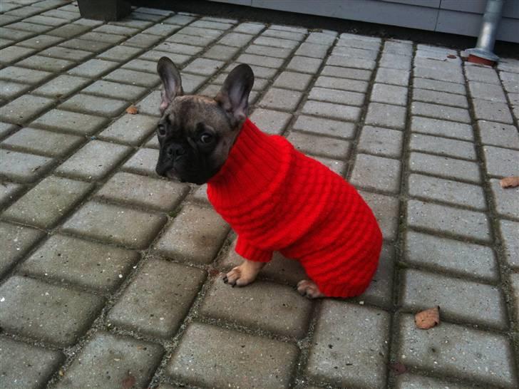 Fransk bulldog Nelly - der er en sød dame der har strikket trøje til mig, den er såååå fin... billede 14
